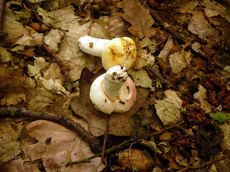 Russula vesca 001
